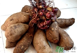 雪蓮果可以空腹吃嗎?雪蓮果空腹吃好嗎 雪蓮果可以空腹吃嗎?雪蓮果空腹吃好嗎