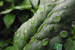 鐵觀音可以放糖嗎?鐵觀音放糖好喝嗎 鐵觀音可以放糖嗎?鐵觀音放糖好喝嗎