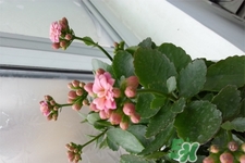 冬天種什么花好？冬天種什么花好養(yǎng)活？