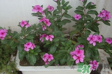 冬天種什么花好？冬天種什么花好養(yǎng)活？