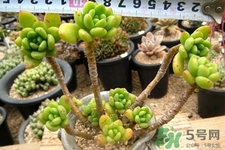 冬天種什么花好？冬天種什么花好養(yǎng)活？