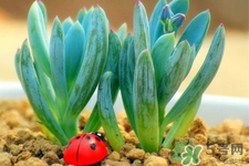 冬天種什么花好？冬天種什么花好養(yǎng)活？