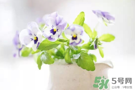 冬天種什么花好？冬天種什么花好養(yǎng)活？