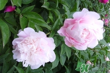 冬天種什么花好？冬天種什么花好養(yǎng)活？