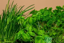 吃香菜會(huì)過敏嗎?香菜過敏怎么辦 吃香菜會(huì)過敏嗎?香菜過敏怎么辦