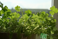 吃香菜會(huì)過敏嗎?香菜過敏怎么辦 吃香菜會(huì)過敏嗎?香菜過敏怎么辦