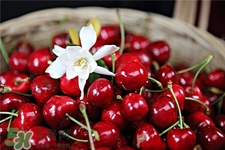 車?yán)遄拥臓I養(yǎng)價(jià)值 車?yán)遄拥墓πc作用 車?yán)遄拥臓I養(yǎng)價(jià)值 車?yán)遄拥墓πc作用