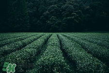 空腹能喝苦丁茶嗎?空腹喝苦丁茶好嗎 空腹能喝苦丁茶嗎?空腹喝苦丁茶好嗎