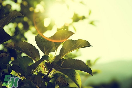 苦丁茶怎么泡?苦丁茶怎么喝最佳方案 苦丁茶怎么泡?苦丁茶怎么喝最佳方案