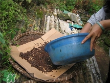 吊瓜子的營養(yǎng)價值 吊瓜子的功效與作用 吊瓜子的營養(yǎng)價值 吊瓜子的功效與作用