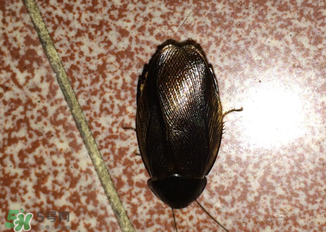 冬天有蟑螂嗎？蟑螂冬天還有嗎？