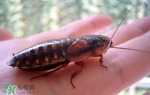 冬天有蟑螂嗎？蟑螂冬天還有嗎？