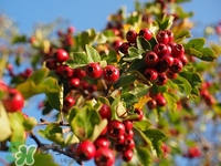 吃山楂長結(jié)石嗎?長結(jié)石的人不能吃什么 吃山楂長結(jié)石嗎?長結(jié)石的人不能吃什么