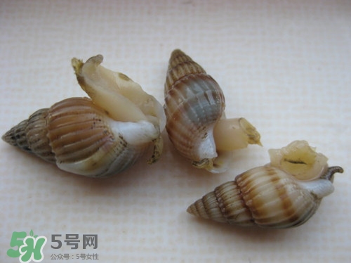 海瓜子是什么?吃海瓜子有什么好處 海瓜子是什么?吃海瓜子有什么好處