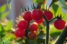 西紅柿把可以吃嗎?西紅柿把功效作用 西紅柿把可以吃嗎?西紅柿把功效作用