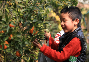橙子籽能吃嗎？橙子籽的功效與作用