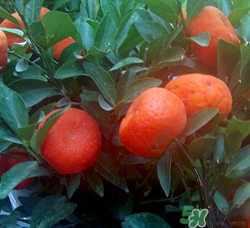 桔子籽的功效與作用 橘子籽的功效與作用 桔子籽的功效與作用 橘子籽的功效與作用