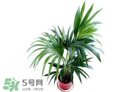 檳榔可以解酒嗎?解酒怎么吃呢 檳榔可以解酒嗎?解酒怎么吃呢