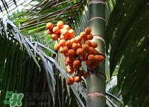 檳榔可以解酒嗎?解酒怎么吃呢 檳榔可以解酒嗎?解酒怎么吃呢