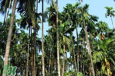 檳榔可以解酒嗎?解酒怎么吃呢 檳榔可以解酒嗎?解酒怎么吃呢