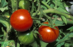 西紅柿皮有營(yíng)養(yǎng)嗎?西紅柿皮的營(yíng)養(yǎng)價(jià)值 西紅柿皮有營(yíng)養(yǎng)嗎?西紅柿皮的營(yíng)養(yǎng)價(jià)值