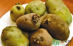 土豆長(zhǎng)芽了還能吃嗎?土豆長(zhǎng)芽了可以吃嗎? 土豆長(zhǎng)芽了還能吃嗎?土豆長(zhǎng)芽了可以吃嗎?