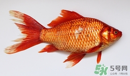 鯽魚(yú)不能和什么食物一起吃?吃鯽魚(yú)的禁忌 鯽魚(yú)不能和什么食物一起吃?吃鯽魚(yú)的禁忌