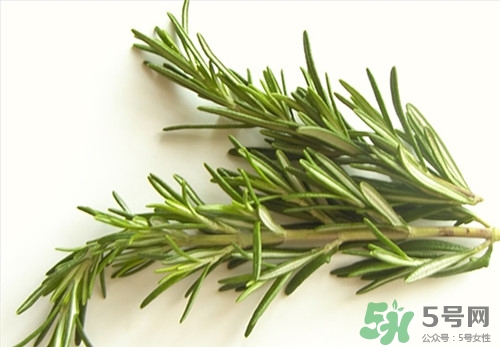 經(jīng)期可以喝迷迭香茶嗎?經(jīng)期喝好嗎 經(jīng)期可以喝迷迭香茶嗎?經(jīng)期喝好嗎