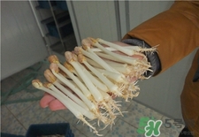 花生芽的營養(yǎng)價(jià)值 花生芽的功效與作用 花生芽的營養(yǎng)價(jià)值 花生芽的功效與作用