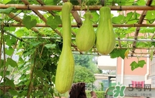 砍瓜的營養(yǎng)價值 砍瓜的功效與作用 砍瓜的營養(yǎng)價值 砍瓜的功效與作用