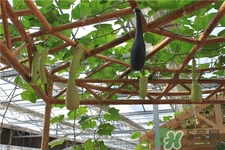 砍瓜的營養(yǎng)價值 砍瓜的功效與作用 砍瓜的營養(yǎng)價值 砍瓜的功效與作用