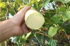 砍瓜的營養(yǎng)價值 砍瓜的功效與作用 砍瓜的營養(yǎng)價值 砍瓜的功效與作用