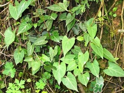 何首烏可以生吃嗎?何首烏生吃有毒嗎 何首烏可以生吃嗎?何首烏生吃有毒嗎