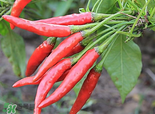 辣椒變紅能吃嗎？辣椒為什么會變紅？