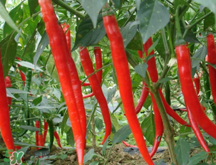 辣椒變紅能吃嗎？辣椒為什么會變紅？