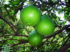 柚子葉洗澡有什么用?柚子葉的功效與作用 柚子葉洗澡有什么用?柚子葉的功效與作用