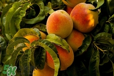 吃桃子養(yǎng)胃嗎?桃子養(yǎng)胃怎么吃 吃桃子養(yǎng)胃嗎?桃子養(yǎng)胃怎么吃