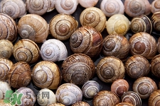 田螺吃多了有什么壞處?吃田螺的禁忌 田螺吃多了有什么壞處?吃田螺的禁忌