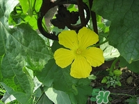 孕婦可以吃絲瓜嗎?孕婦吃絲瓜對(duì)胎兒好嗎 孕婦可以吃絲瓜嗎?孕婦吃絲瓜對(duì)胎兒好嗎