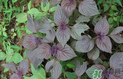 紫蘇葉孕婦可以吃嗎?孕婦吃紫蘇葉的禁忌癥 紫蘇葉孕婦可以吃嗎?孕婦吃紫蘇葉的禁忌癥