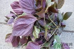 紫蘇葉孕婦可以吃嗎?孕婦吃紫蘇葉的禁忌癥 紫蘇葉孕婦可以吃嗎?孕婦吃紫蘇葉的禁忌癥