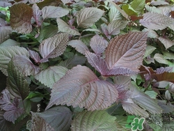 紫蘇葉孕婦可以吃嗎?孕婦吃紫蘇葉的禁忌癥 紫蘇葉孕婦可以吃嗎?孕婦吃紫蘇葉的禁忌癥