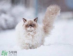 2017年什么時(shí)候最冷？2017年最冷的是哪幾天？