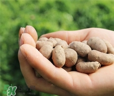 山藥豆發(fā)芽了還能吃嗎?山藥豆發(fā)芽能不能吃? 山藥豆發(fā)芽了還能吃嗎?山藥豆發(fā)芽能不能吃?