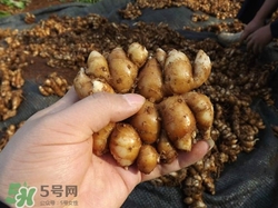 沙姜是什么姜?沙姜和生姜的區(qū)別 沙姜是什么姜?沙姜和生姜的區(qū)別