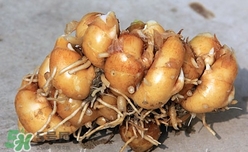 沙姜是什么姜?沙姜和生姜的區(qū)別 沙姜是什么姜?沙姜和生姜的區(qū)別