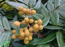 龍眼皮能吃嗎?龍眼殼的功效與作用 龍眼皮能吃嗎?龍眼殼的功效與作用