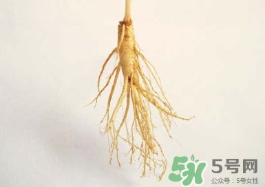 野山參怎么吃效果最好?野山參的功效與作用 野山參怎么吃效果最好?野山參的功效與作用