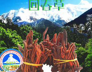 回春草多少錢一斤？回春草多少錢一克？