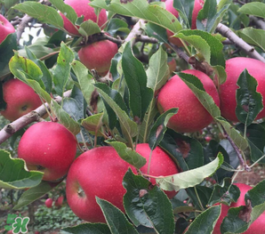 野蘋果可以泡酒嗎？野蘋果泡酒有什么功效？